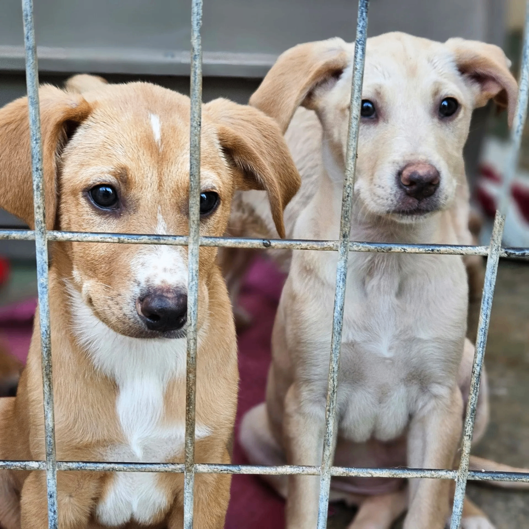 Twee geredde pups kijken door het hek van een opvangkennel