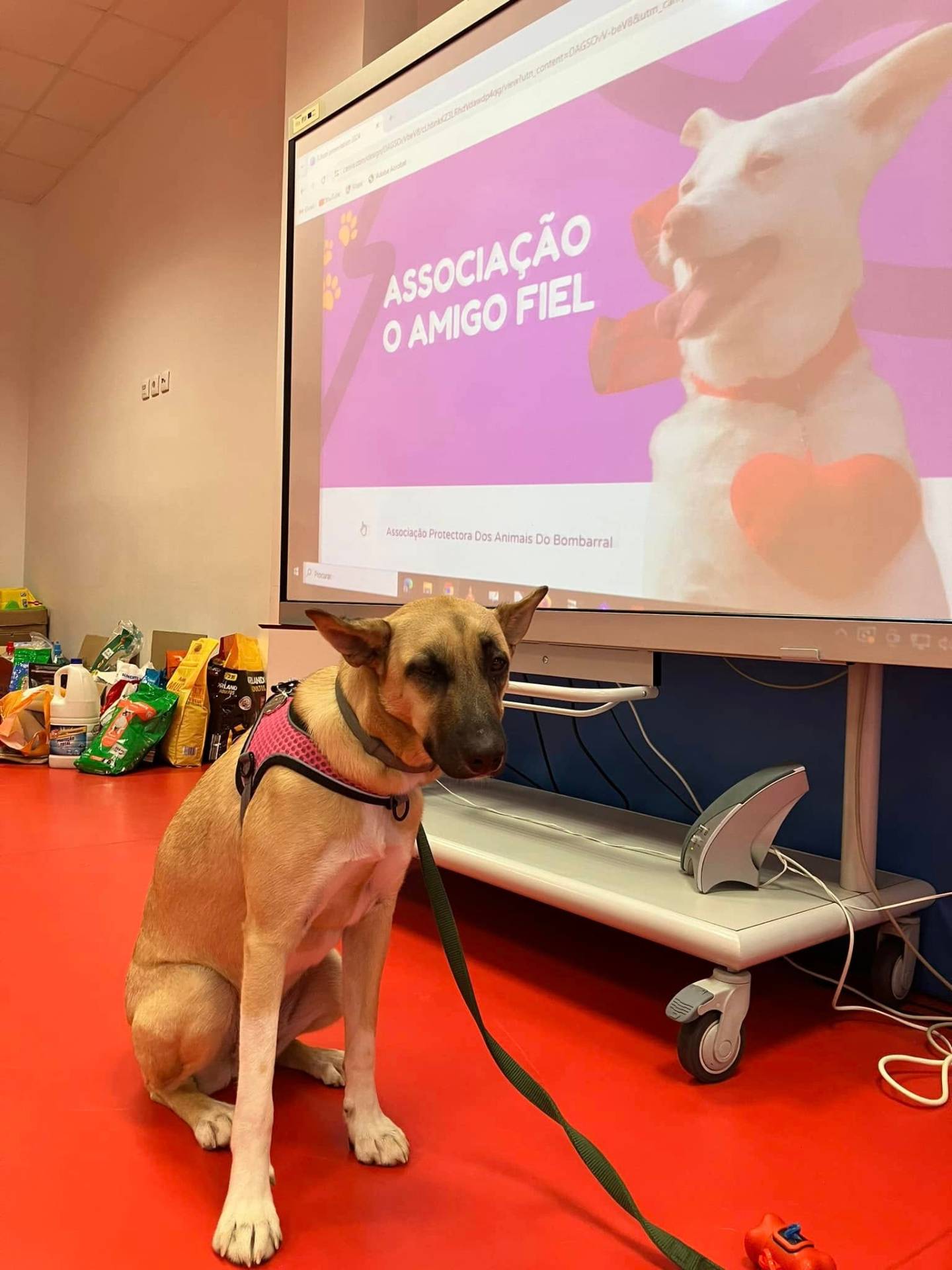 Amigo Fiel hond bij een presentatie van de dierenbescherming